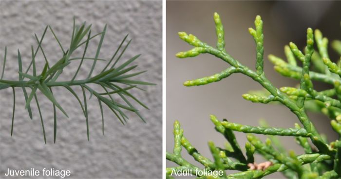 Juvenile (left) and mature (right) foliage of Widdringtonia cedarbergensis