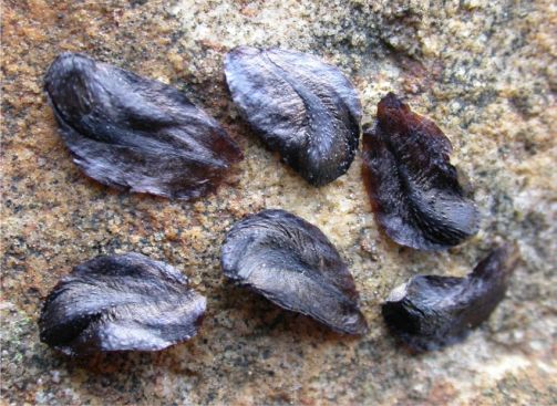 Seeds of Widdringtonia cedarbergensis