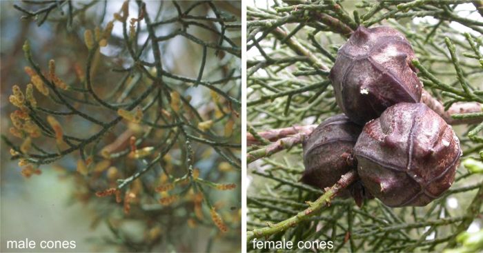 Male (left) and female (right) cones of Widdringtonia cedarbergensis