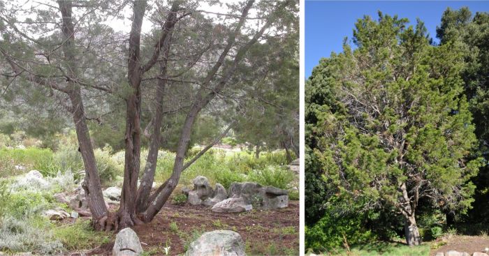 Widdringtonia cedarbergensis trees in Kirstenbosch NBG