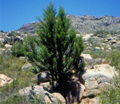 Young tree in the Cederberg