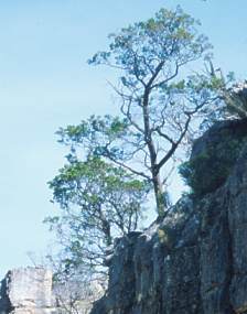 Widdringtonia cedarbergensis in habitat