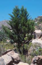 Young tree in the Cederberg