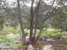 37 year old tree in Kirstenbosch