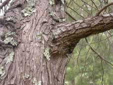 Stem and bark