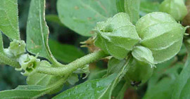 Withania somnifera fruit