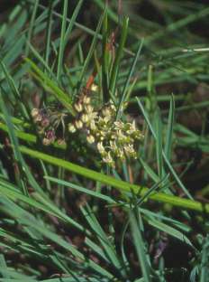 Growing in grass land