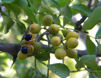 Fruit of Zanthoxylum capense