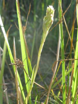 Habit of Z. africana