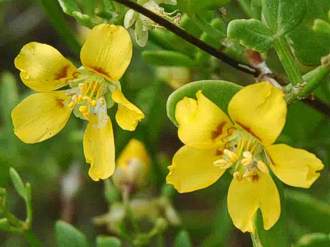 Zygophyllum foetidum