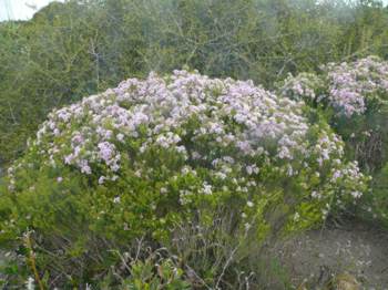 Growing in habitat