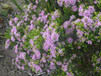 Bush in flower