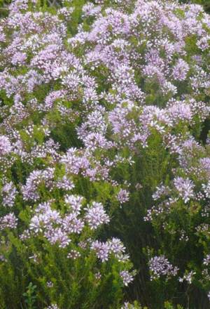 Shrub in flower