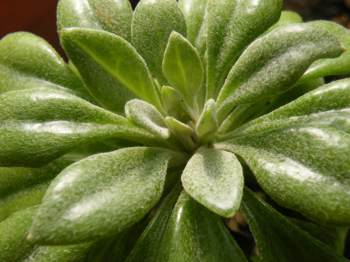 Rosette of leaves