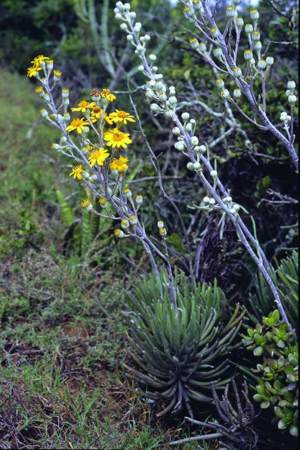 Plant in flower