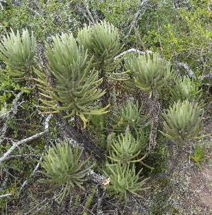 Growing in habitat