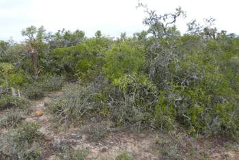 Typical habitat of this plant