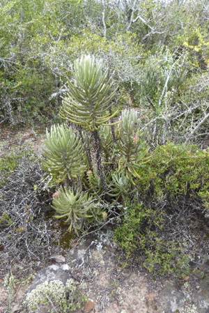 Growing in habitat near Hankey, E.Cape. 