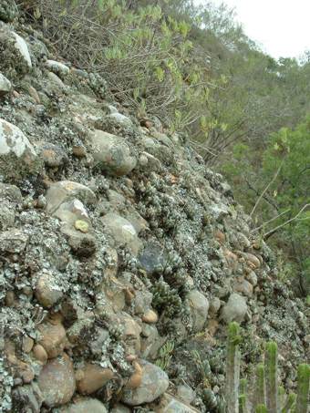 Var. addoensis growing on conglomerate cliff.