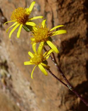 Flowers close up 