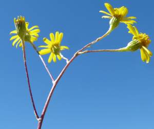 Flowers of Caputia scaposa var.scaposa