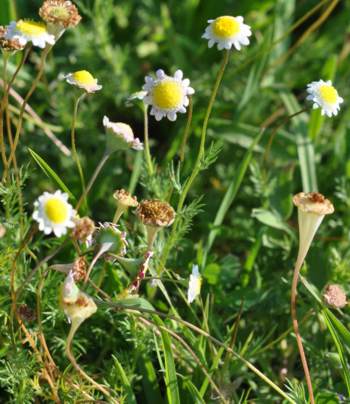 Plant in flower-white form