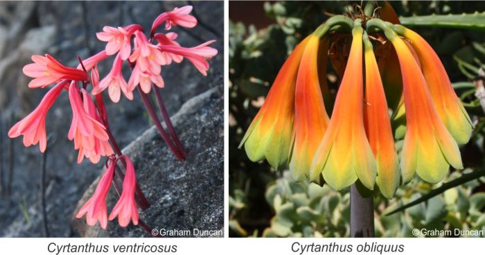 Cyrtanthus comprises an extraordinary range of attractive flower forms and colours. Photos Graham Duncan