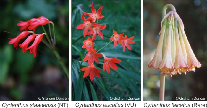 Although most Cyrtanthus are not of conservation concern, a number are, e.g. the Near Threatened C. staadensis, the Vulnerable C. eucallus and the Rare C. falcatus. Photos Graham Duncan