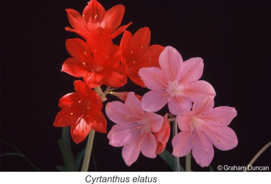 Cyrtanthus elatus, the most widely grown species. Photo Graham Duncan