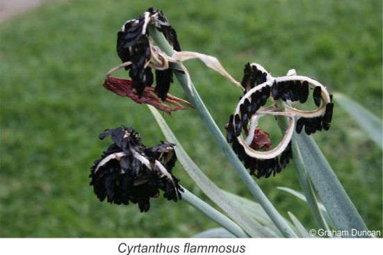 Ripe capsules and seeds of Cyrtanthus flammosus. Photo Graham Duncan