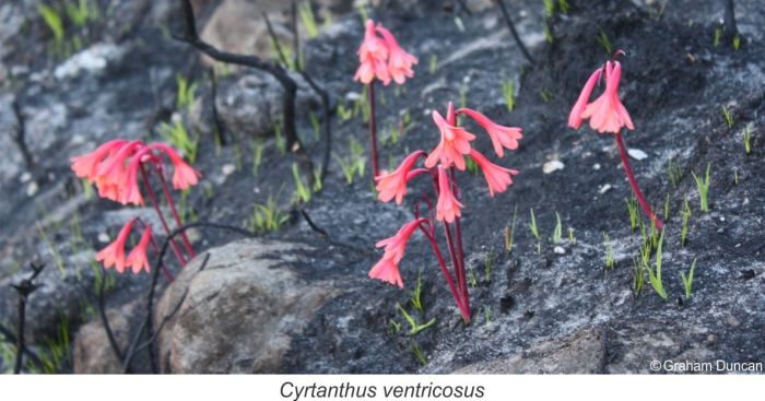 Cyrtanthus ventricosus flowering directly after fire. Photo Graham Duncan