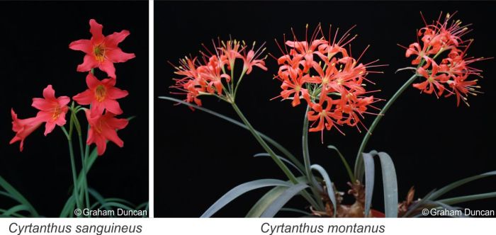 Two evergreen species, Cyrtanthus sanguineus and C. montanus. Photos Graham Duncan