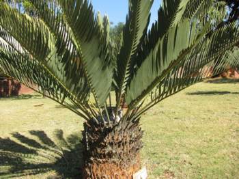 Encephalartos eugene-maraisii