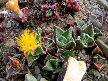 Plants in bloom 