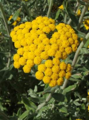 Flowerhead