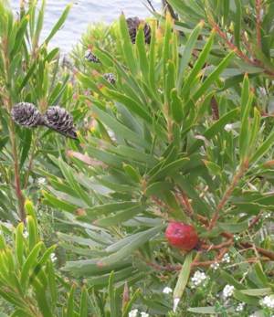 Female cones