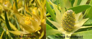 Male and female flower heads