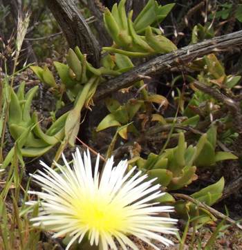 Leaves  and flower