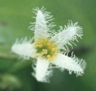 Close up of flower