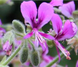 Pelargonium hispidum flowers and fruit