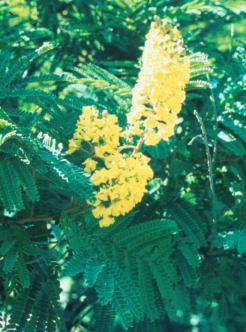 Flowers of Peltophorum africanum