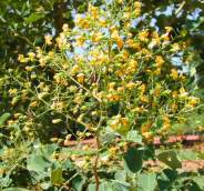 Flower heads