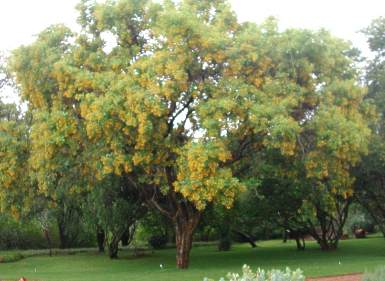 Pterocarpus rotundifolius