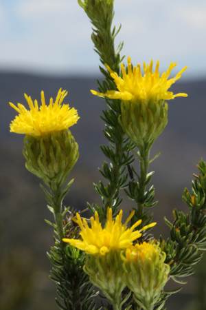 Plant in flower