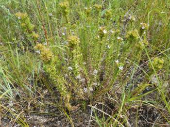 Growing in habitat