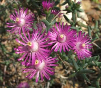 Ruschia spinosa in flower 