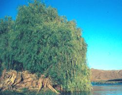 alix mucronata on the banks of the  Orange River