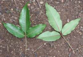 Searsia chirindensis leaves