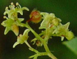 Searsia dentata Flowers