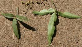 S. leptodictya leaves